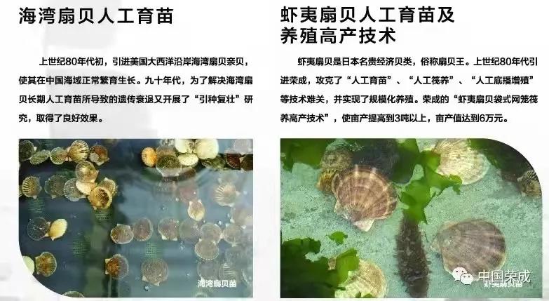 秋冬种植忙播种来年新希望,荣成扇贝分苗视频