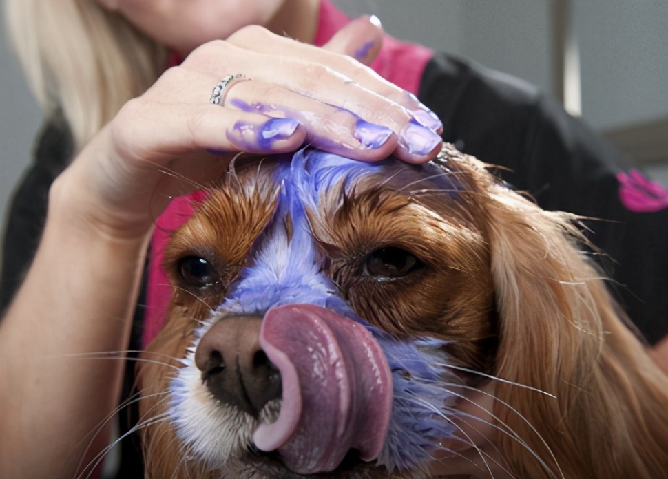 狗狗最不能吃的三种水果,狗狗哪些水果是不能吃的