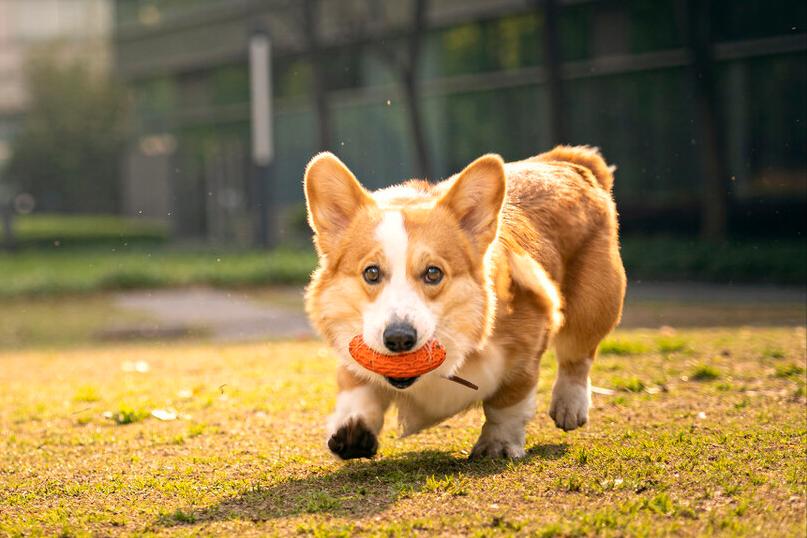 bj20狗狗年龄和人对照表,狗狗年龄对照表图