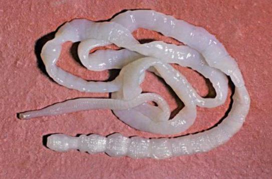 猫咪感染绦虫要消毒吗,猫咪驱绦虫吃什么药