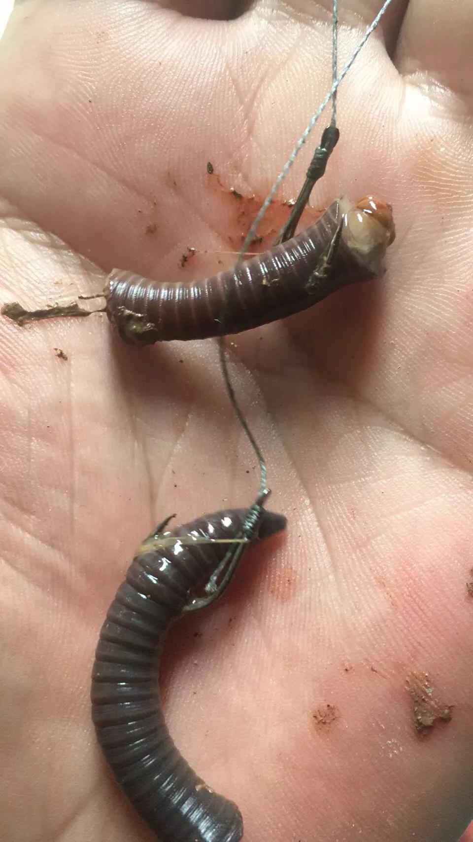 副竿钓鱼用什么饵最好,野钓用饵口诀记住必爆护