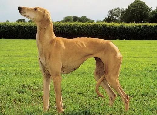 猫咪和狗狗冷知识,我的世界狗狗的冷知识