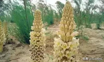 荒漠发现的生物,新疆戈壁滩常见低矮植物