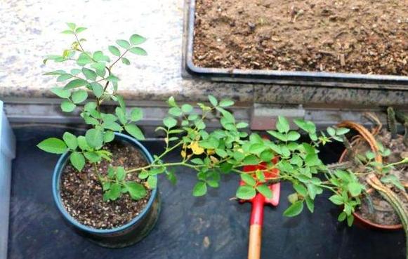 家庭盆栽土壤不透气怎么办？核桃壳、瓜子皮一用，烂根问题不在