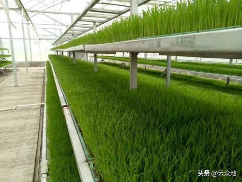 水稻育秧的最佳方法,水稻育秧技术与方法