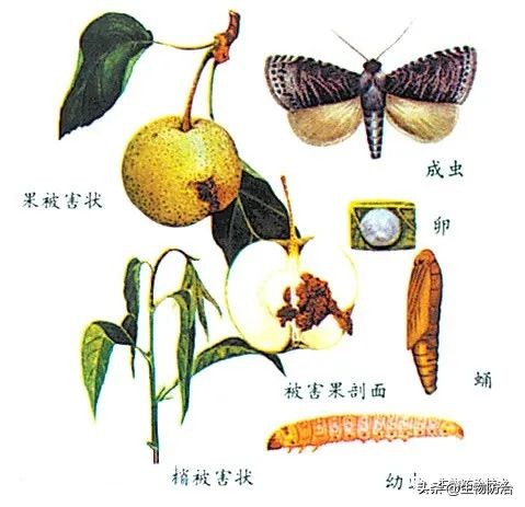 蛀干害虫是钻蛀害虫吗,果树枝干钻蛀害虫图片