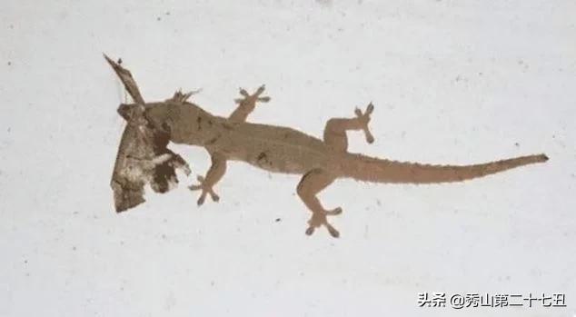 如果被大壁虎咬了会无药可救吗,壁虎咬壁虎是怎么回事