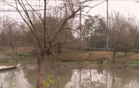 东方宝石2020年版本,东方宝石濒临灭绝