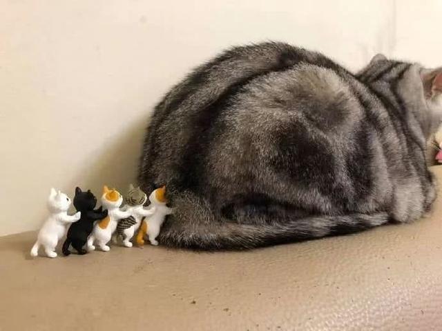 猫咪喜欢用屁股对着你啥意思,猫咪总喜欢拿屁股对着我