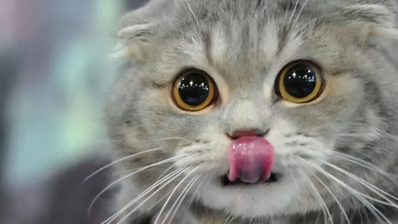 英短猫哪种花色不推荐,英短蓝白猫咪尴尬期前后对比