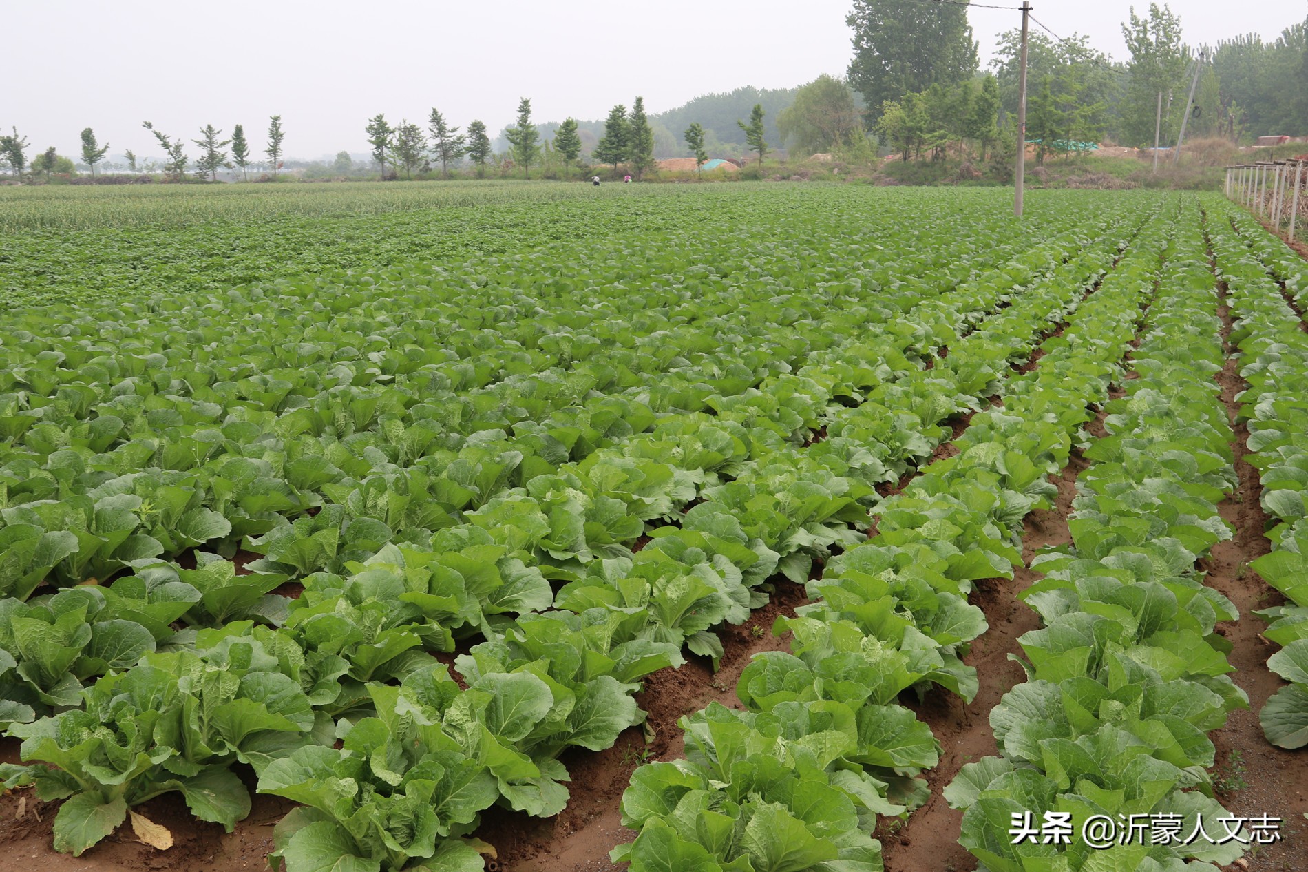兰陵层山和庄坞,兰陵县庄坞镇层山集