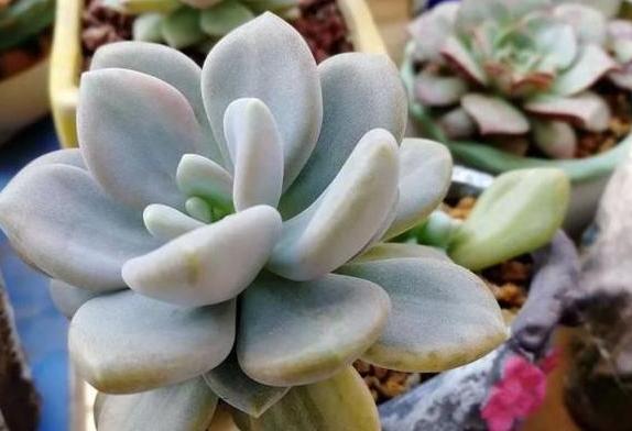 多肉植物夏天养护及浇水技巧经验,多肉植物什么时间段晒太阳最好