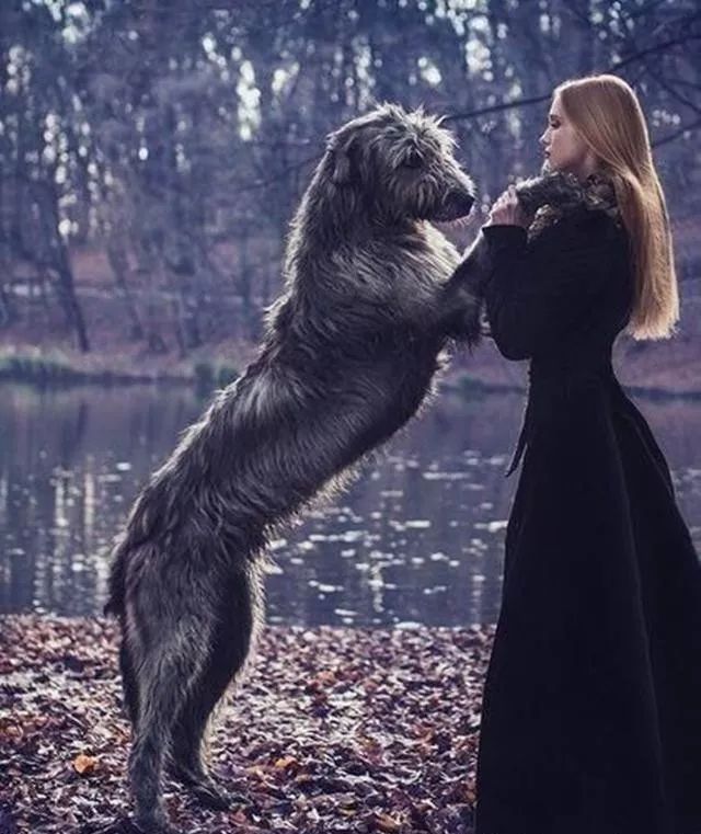 世界上最强的10种狗排名,世界上巨型狗大全