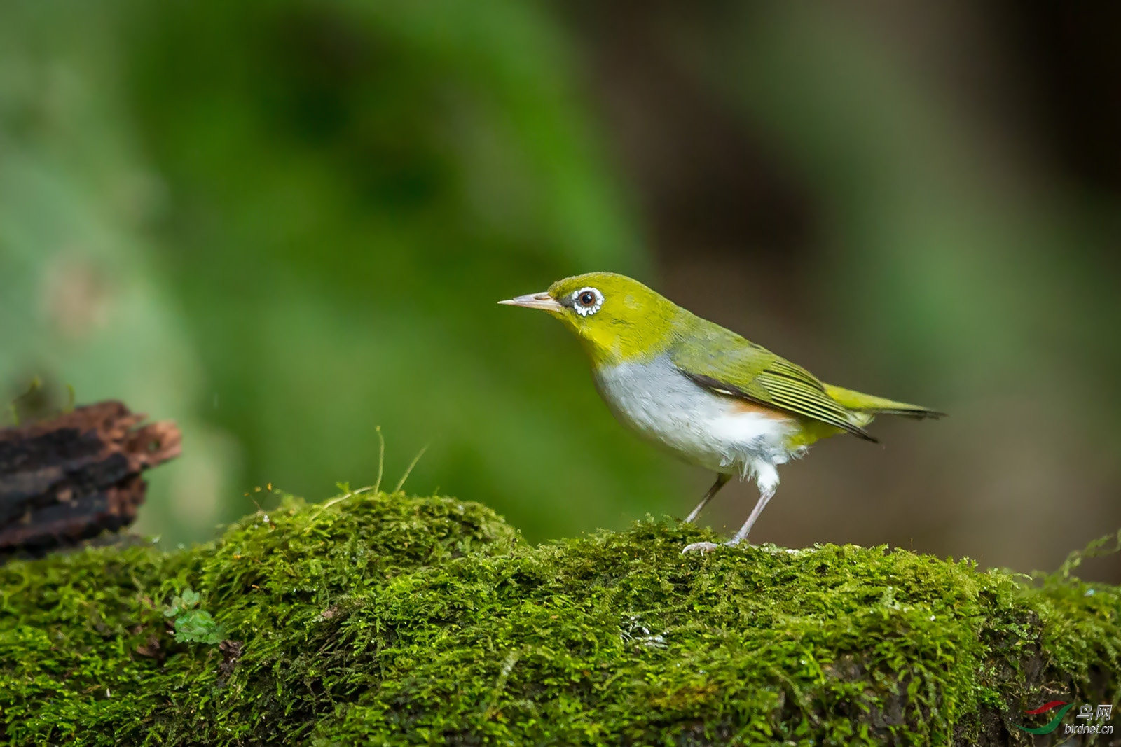 绣眼鸟几月份换毛,绣眼鸟