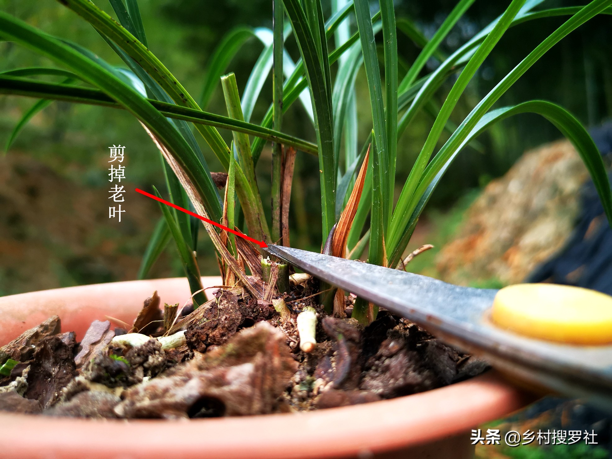 兰花的叶子全部剪了如何养殖,秋天兰花怎么分株视频