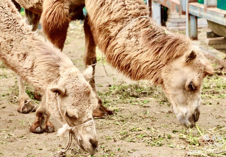 游玩万安山,洛阳万安山游玩攻略