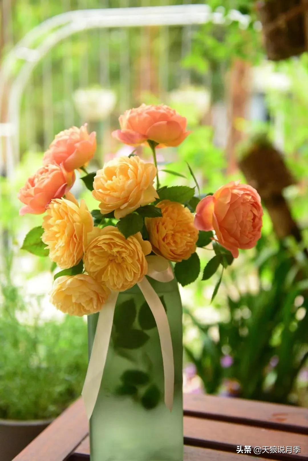 花友家的春花都开爆爆爆了，快来云赏花！（上）