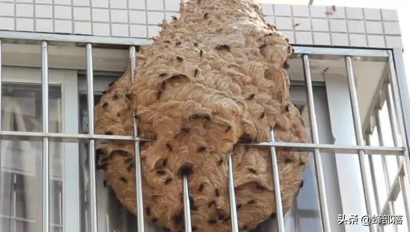 马蜂四处伤人视频,马蜂伤人最近的视频