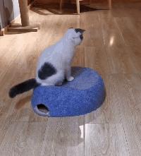 猫咪那些小心思图鉴,坏心眼猫咪合集