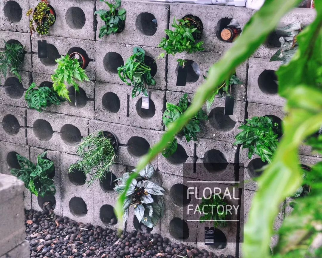 爆改废弃工厂，看三个姑娘如何施展植物魔法