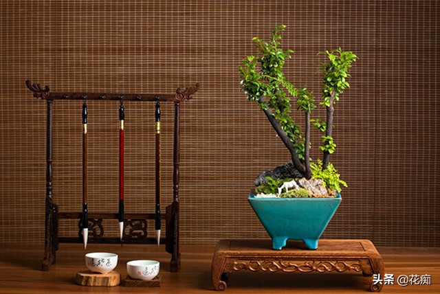 小叶紫檀的盆栽是真的么,小叶紫檀盆栽和黑骨茶盆栽的区别