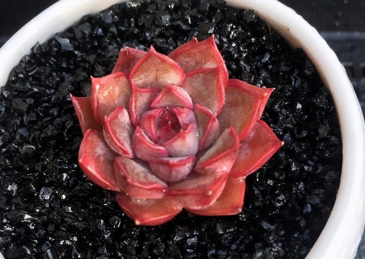 推荐几个玫瑰形的多肉植物,最像玫瑰花的8款多肉