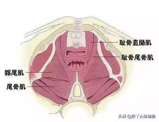 女人一生必练的肌肉,女人对于肌肉的重要性