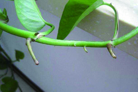 绿萝修剪下来的藤条土养,绿萝有藤条需要怎么修剪