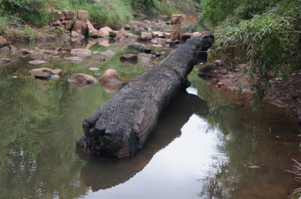 乌木与阴沉木的区别,乌木和阴沉木的区别在哪里