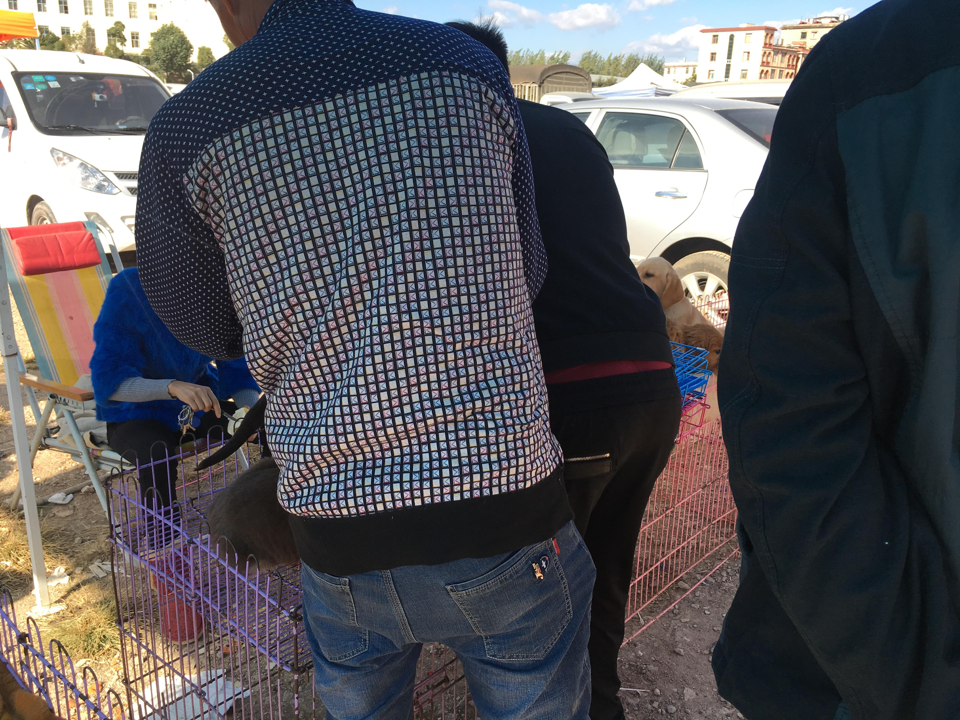 500元买一只拉布拉多,男子花4000买老头的拉布拉多