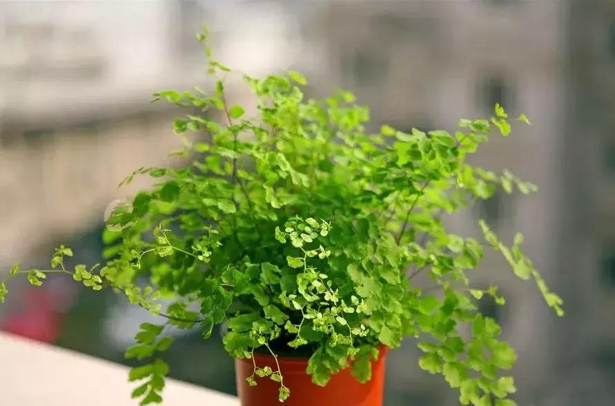 种什么蔬菜可吸甲醛,坪地吸甲醛的植物