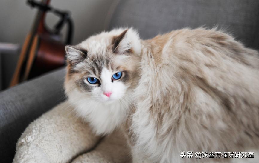 猫吃太多会便血,猫应激反应便血