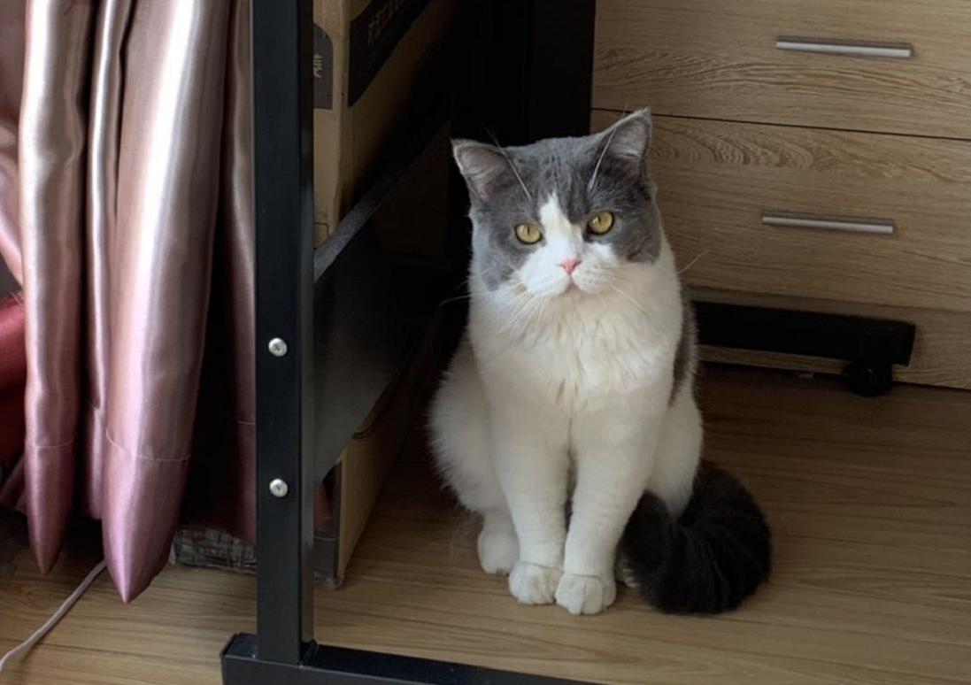 英国短毛猫有哪些优缺点,英国短毛猫优点和缺点