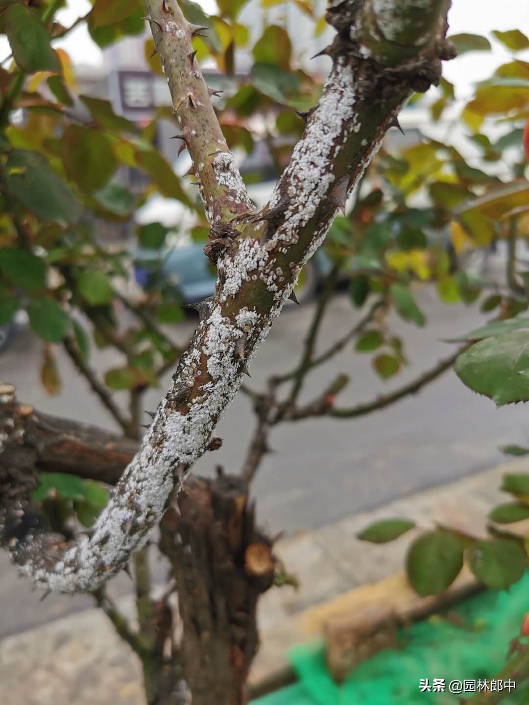 月季蚧壳虫怎样彻底消灭,月季枝条上有红色的小点点