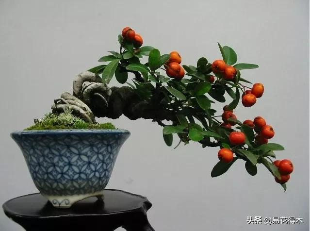 花卉栽培｜蛇木、泥炭、椰糠、松针，这些纤维类植料有什么优点？