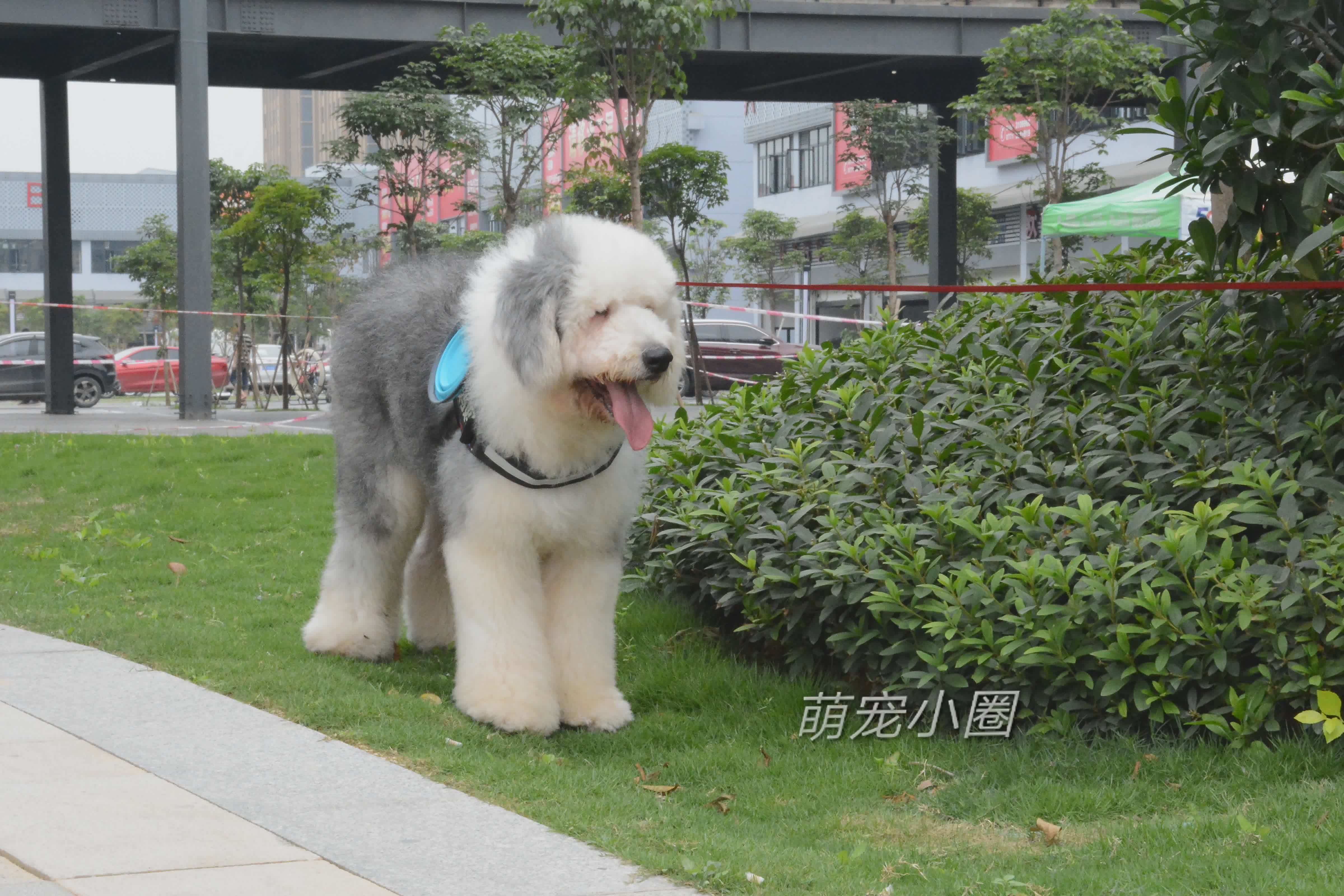 狗摇尾巴时，很多人就以为是开心，宠物专家告诉你，其实另有含义