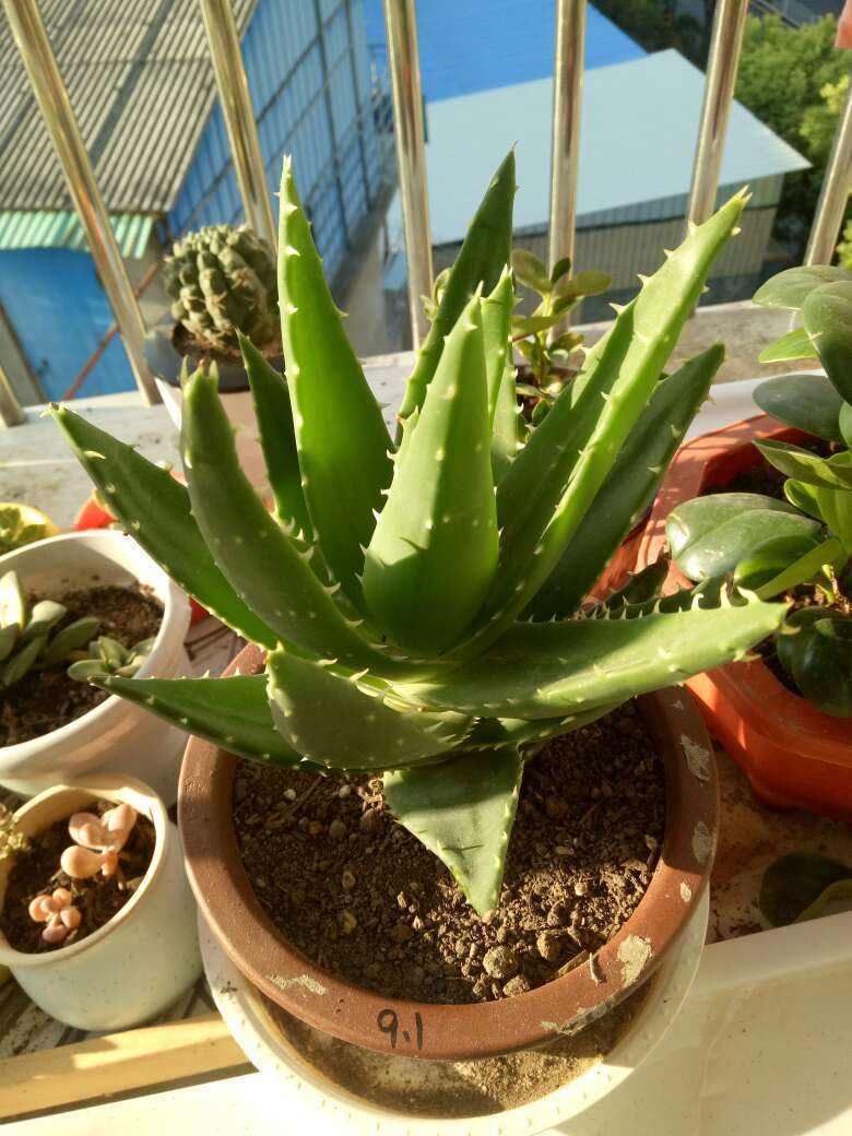 家里养芦荟的好处,家里养的芦荟怎么护肤最好