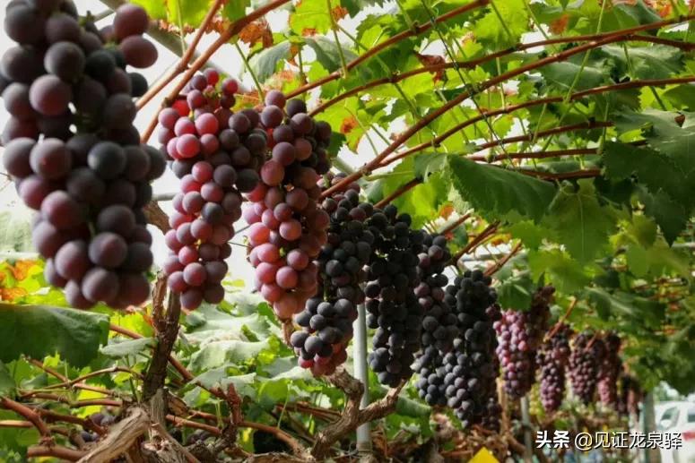 龙泉驿区都有哪些村,龙泉驿村