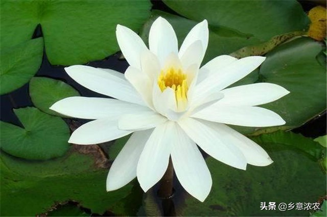 白睡莲怎么种植,养睡莲的方法和注意事项