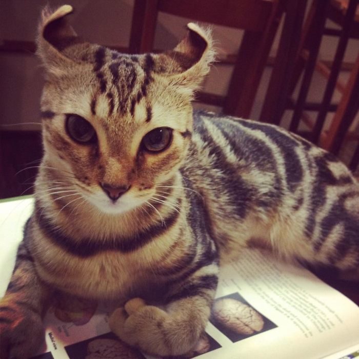 四只耳朵的猫有多稀有,四只耳朵的猫科动物