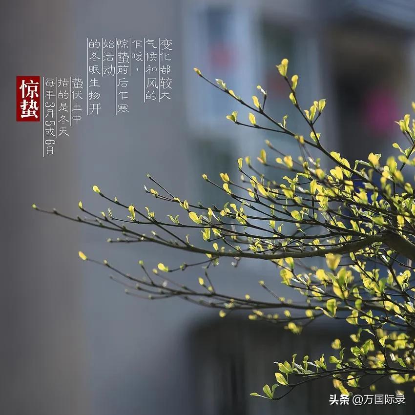 惊蛰种哪些水果,惊蛰会吃的水果叫什么名字