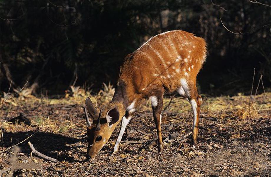 非洲牛科,物种繁多,来认识一下非洲大陆的各种羚羊吧