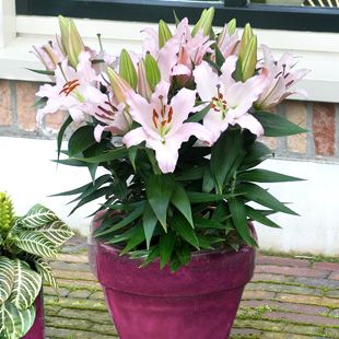 百合花盆栽下边的叶子发黄,百合花叶子发黄快速补救方法