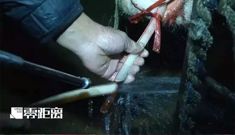 给活牛注水致死牛肉能吃吗,活牛注水后的牛肉