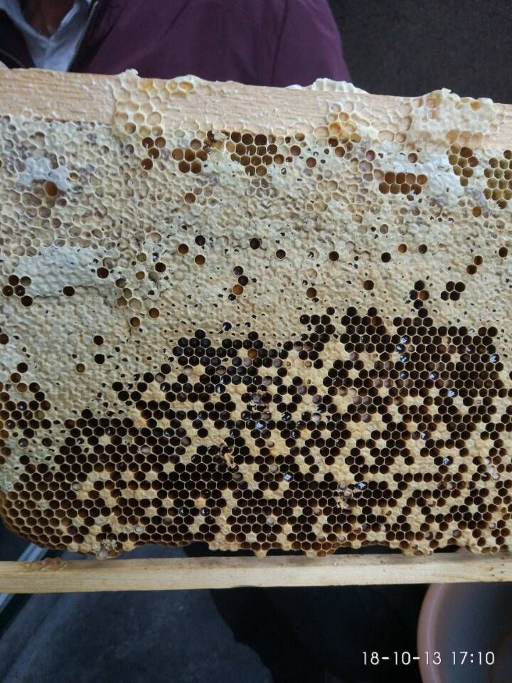 欧幼病、应急烂子、除草剂中毒、大幼虫不封盖病鉴别