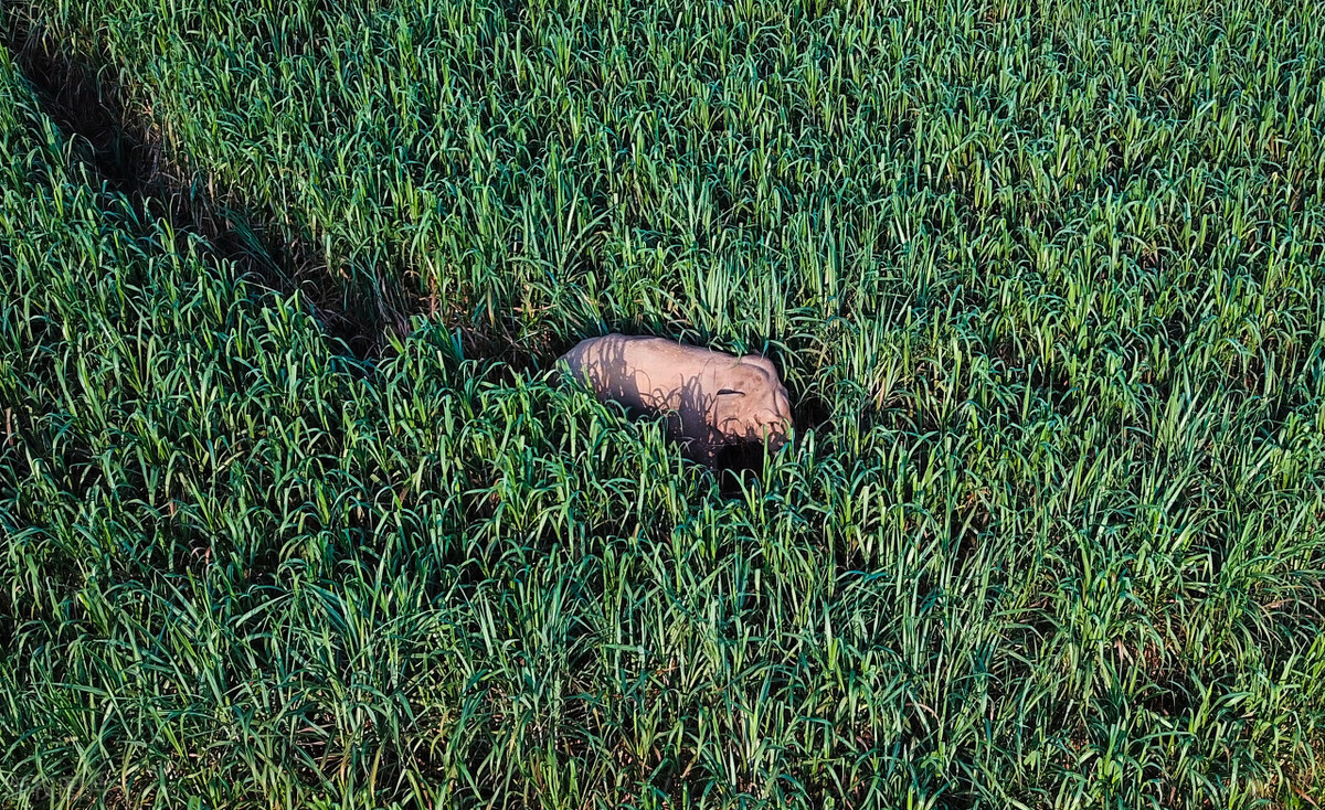 可口可乐对c罗的影响有多大,c罗让可口可乐市值蒸发视频