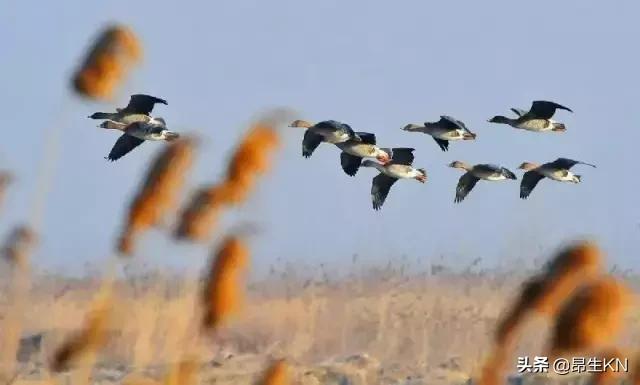 白露节气风俗习惯,白露节气的古诗词