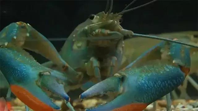 水泥池养龙虾有假的吗,龙虾水泥池养殖方法图解