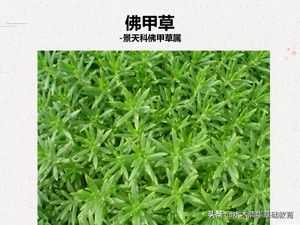 梦幻女王多肉植物百科图谱,原产地多肉植物图谱pdf
