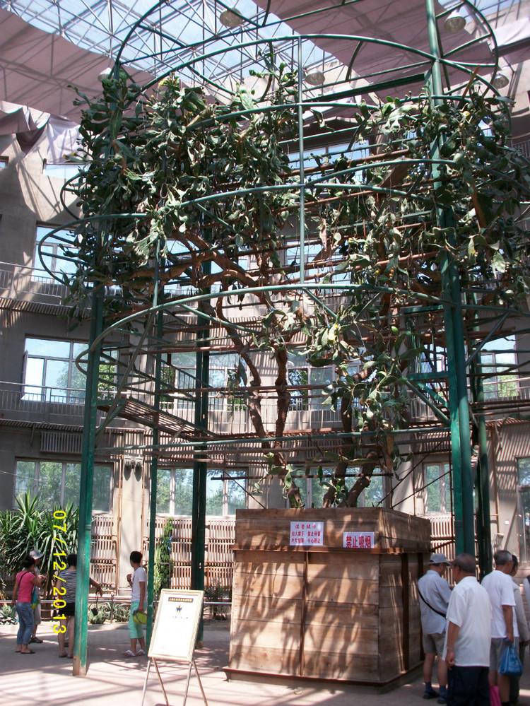 呼兰西岗公园百年仙人掌,呼兰百年仙人掌